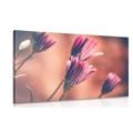 CANVAS PRINT DELICATE PINK DAISIES - PICTURES FLOWERS{% if product.category.pathNames[0] != product.category.name %} - PICTURES{% endif %}