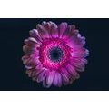 PAPIER PEINT AUTOCOLLANT GERBERA VIOLETTE - PAPIERS PEINTS AUTOCOLLANTS - PAPIER PEINT