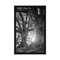 POSTER MAJESTIC TREES - BLACK AND WHITE - POSTERS