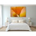 CANVAS PRINT BEAUTIFUL FLOWER - PICTURES FLOWERS - PICTURES