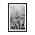 POSTER WITH MOUNT DANDELION SEEDS IN BLACK AND WHITE - BLACK AND WHITE - POSTERS