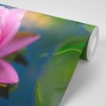 SELF ADHESIVE WALL MURAL BEAUTIFUL PINK FLOWER ON THE LAKE - SELF-ADHESIVE WALLPAPERS - WALLPAPERS