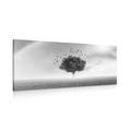 CANVAS PRINT LONELY TREE ON THE MEADOW IN BLACK AND WHITE - BLACK AND WHITE PICTURES{% if product.category.pathNames[0] != product.category.name %} - PICTURES{% endif %}