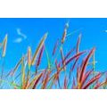 CANVAS PRINT WILD GRASS UNDER A BLUE SKY - PICTURES OF NATURE AND LANDSCAPE - PICTURES