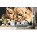 SELF ADHESIVE WALL MURAL LION CUB - SELF-ADHESIVE WALLPAPERS - WALLPAPERS