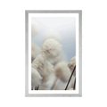 POSTER WITH MOUNT ARCTIC COTTON FLOWERS - FLOWERS - POSTERS