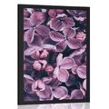 AFFICHE FLEURS DE LILAS VIOLET - FLEURS - AFFICHES