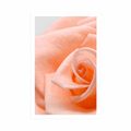 POSTER ROSE IN A PEACH SHADE - FLOWERS - POSTERS