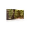 CANVAS PRINT GREEN FOREST - PICTURES OF NATURE AND LANDSCAPE - PICTURES