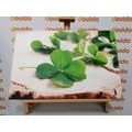 CANVAS PRINT OF GREEN FOUR-LEAF CLOVERS - STILL LIFE PICTURES - PICTURES