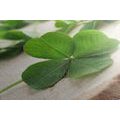 CANVAS PRINT OF GREEN FOUR-LEAF CLOVERS - STILL LIFE PICTURES - PICTURES
