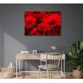 CANVAS PRINT FIELD OF WILD POPPIES - PICTURES FLOWERS - PICTURES