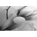 CANVAS PRINT BLACK AND WHITE MAGNOLIA WITH ABSTRACT ELEMENTS - BLACK AND WHITE PICTURES - PICTURES