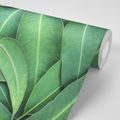 SELF ADHESIVE WALL MURAL EUCALYPTUS LEAVES - SELF-ADHESIVE WALLPAPERS - WALLPAPERS