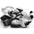 CANVAS PRINT BEAUTIFUL INTERPLAY OF STONES AND ORCHIDS IN BLACK AND WHITE - BLACK AND WHITE PICTURES - PICTURES