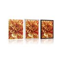 POSTER EXOTIC DAHLIA - FLOWERS - POSTERS