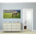 CANVAS PRINT HORSE ON A MEADOW - PICTURES OF ANIMALS{% if product.category.pathNames[0] != product.category.name %} - PICTURES{% endif %}