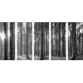 5-PIECE CANVAS PRINT MORNING IN THE FOREST IN BLACK AND WHITE - BLACK AND WHITE PICTURES - PICTURES