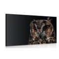 CANVAS PRINT OWL - PICTURES OF ANIMALS - PICTURES