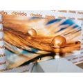 CANVAS PRINT DROP OF WATER ON A GOLDEN FEATHER - STILL LIFE PICTURES{% if product.category.pathNames[0] != product.category.name %} - PICTURES{% endif %}