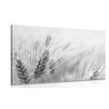 CANVAS PRINT WHEAT FIELD IN BLACK AND WHITE - BLACK AND WHITE PICTURES - PICTURES