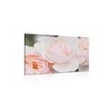 CANVAS PRINT FULL OF ROSES - PICTURES FLOWERS - PICTURES