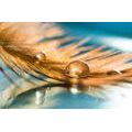 WALLPAPER DROP OF WATER ON A FEATHER - WALLPAPERS NATURE - WALLPAPERS