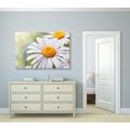 CANVAS PRINT DAISY FLOWERS - PICTURES FLOWERS - PICTURES