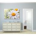 IMPRESSION SUR TOILE MARGUERITES - IMPRESSIONS SUR TOILE FLEURS - IMPRESSION SUR TOILE