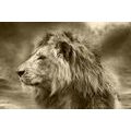 WALLPAPER AFRICAN LION IN SEPIA - BLACK AND WHITE WALLPAPERS - WALLPAPERS