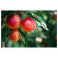 OBRAZ ČERSTVÉ JABLKA NA VĚTVI - OBRAZY JÍDLA A NÁPOJE - OBRAZY