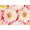 CANVAS PRINT DELICATE DAHLIA FLOWERS - PICTURES FLOWERS - PICTURES