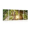 5-PIECE CANVAS PRINT MAJESTIC TREES - PICTURES OF NATURE AND LANDSCAPE - PICTURES