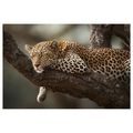 WANDBILD LEOPARD RUHT AUF EINEM BAUM - BILDER VON LÖWEN UND TIGERN - BILDER