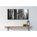 CANVAS PRINT SUNLIT FOREST IN BLACK AND WHITE - BLACK AND WHITE PICTURES - PICTURES