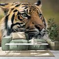 SELF ADHESIVE WALL MURAL BENGAL TIGER - SELF-ADHESIVE WALLPAPERS - WALLPAPERS