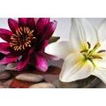 CANVAS PRINT FLOWERS IN A BOWL WITH ZEN STONES - PICTURES FLOWERS - PICTURES