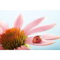 SELF ADHESIVE WALL MURAL LADYBUG ON AN ECHINACEA - SELF-ADHESIVE WALLPAPERS - WALLPAPERS