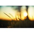 SELF ADHESIVE WALL MURAL SUNSET IN THE GRASS - SELF-ADHESIVE WALLPAPERS - WALLPAPERS