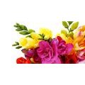 CANVAS PRINT BOUQUET OF FREESIAS - PICTURES FLOWERS - PICTURES