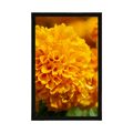 POSTER AZTEKISCHE RINGELBLUME - BLUMEN - POSTER