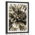 AFFICHE AVEC MONTURE DAHLIA EXOTIQUE DANS UN DESIGN SÉPIA - NOIR ET BLANC - AFFICHES