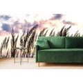 WALL MURAL GRASS AT SUNSET - WALLPAPERS NATURE - WALLPAPERS