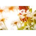 CANVAS PRINT MAGICAL DAISIES - PICTURES FLOWERS - PICTURES