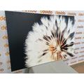 CANVAS PRINT DANDELION ON A DARK BACKGROUND - PICTURES FLOWERS - PICTURES