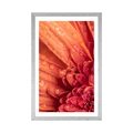 POSTER MIT PASSEPARTOUT ORANGE GERBERA MIT WASSERTROPFEN - BLUMEN - POSTER