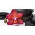 CANVAS PRINT ORCHID AND ZEN STONES ON A WHITE BACKGROUND - PICTURES FENG SHUI - PICTURES