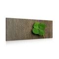 CANVAS PRINT HAPPY FOUR-LEAF CLOVER - STILL LIFE PICTURES - PICTURES