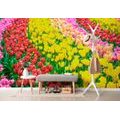 SELF ADHESIVE WALL MURAL GARDEN FULL OF TULIPS - SELF-ADHESIVE WALLPAPERS - WALLPAPERS