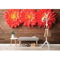 WALL MURAL DAHLIA FLOWERS ON WOOD - WALLPAPERS FLOWERS - WALLPAPERS